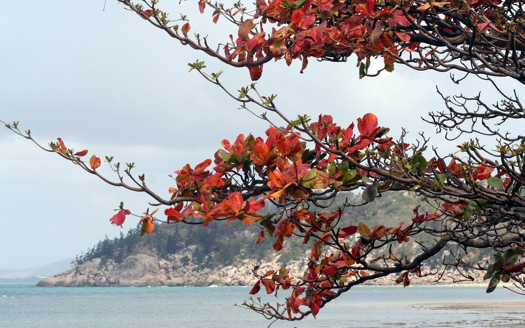 Trees on the shoreline near Hawkings Point. Sunferries Magnetic Island Race Week 2009  <br />
 © Sail-World.com /AUS http://www.sail-world.com